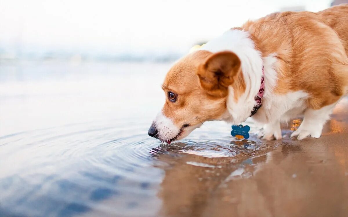 Собака отказывается пить воду. Вода для животных. Собака пьет. Собака лакает. Питье животных.