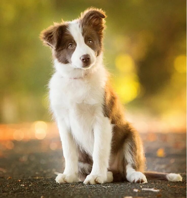 border collie puppy eilidh Collie puppies, Border collie, Border collie puppies
