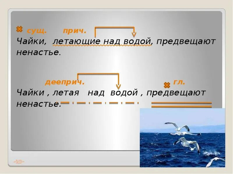 Слово морской какой части речи. Распространенное предложение Чайки летали. Предложение с чайкой. Чайки летали распространить предложение. Предложения со словами Чайки.