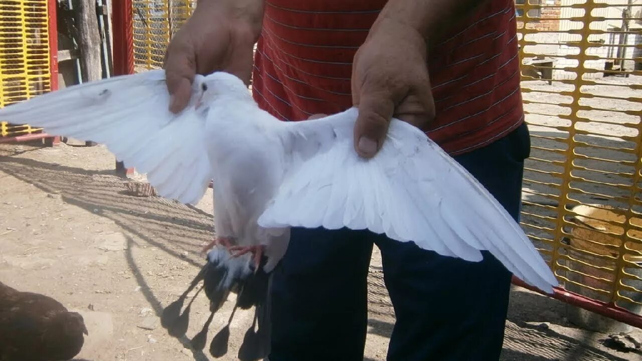 Голубей широкохвостых
