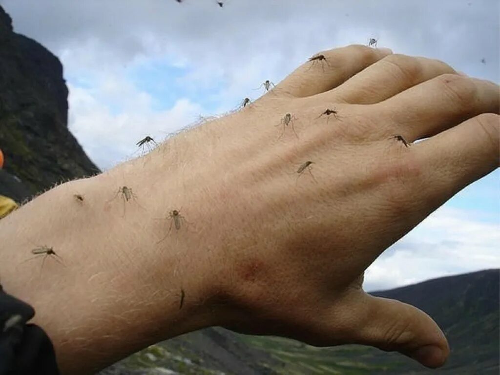 Нападение комаров