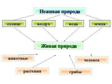 Пример связи между объектами неживой и живой