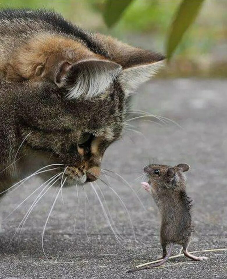 Кот и мыши. Кошки-мышки. Кошка ловит мышь. Мы с котом. Котенок ловит мышей