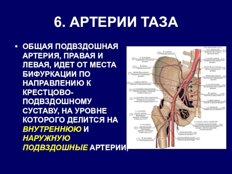 Области кровоснабжения подвздошных (внутренней и наружной) артерий.. Ветви общей подвздошной артерии схема. Подвздошная артерия анатомия.