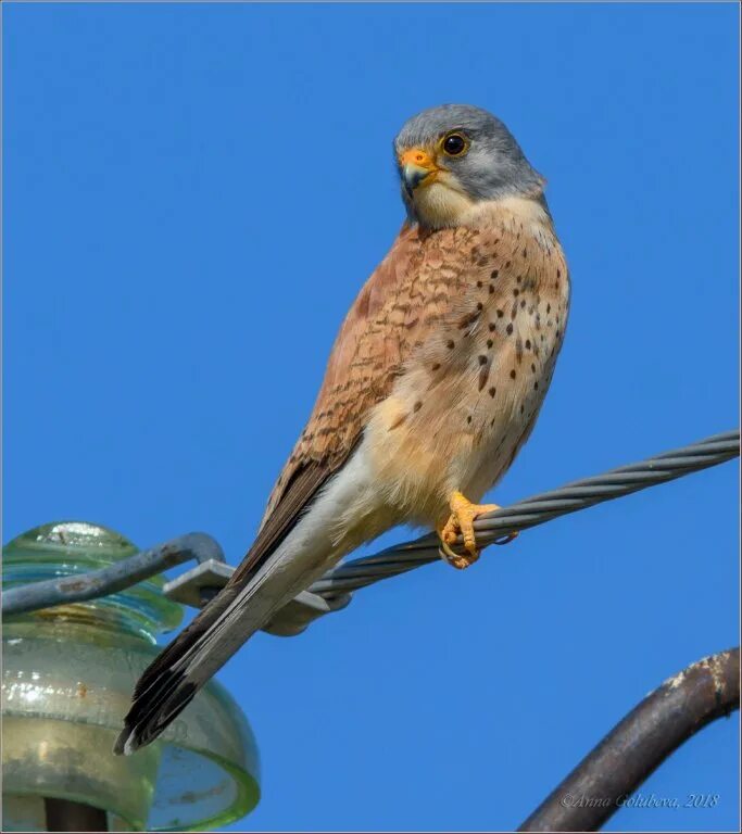 степная пустельга красная книга волгоградской области. пустельга книга. степная пустельга. степная пустельга красная книга. пус ельга обыкновенная.