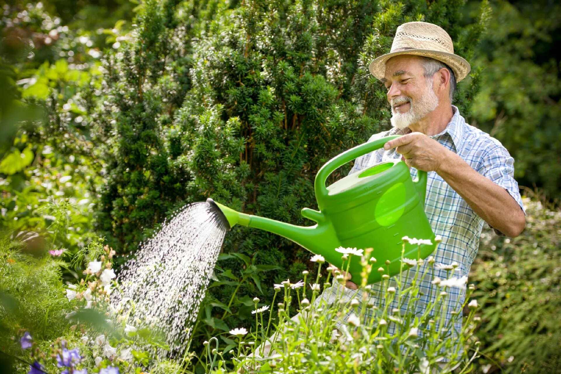 Садовник. Поливать цветы. Полив цветов в саду. Поливать огород. The gardener planted some