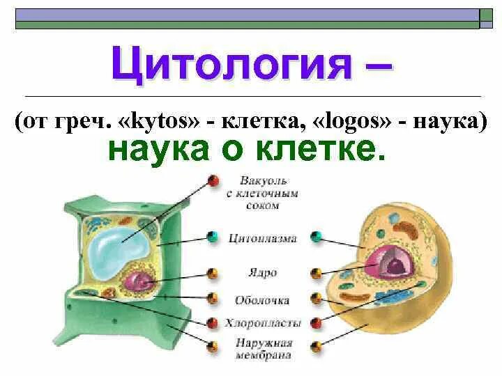 Строение клетки цитология кратко. Основы цитологии строение клетки. Основы цитологии науки о клетке. Биология 10 кл цитология. Науки биологии цитология