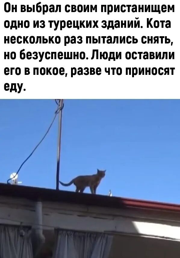 Жил у нас на крыше 4. Спуск с крыши для кота своими. Кошка поднялся на крышу. Фото коты орут на крыше.