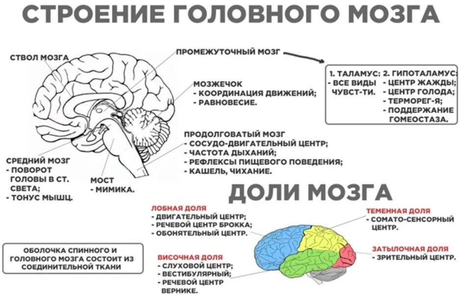 Строение отделов головного мозга задний мозг. Таблица головной мозг ствол мозжечок передний мозг. Функции продолговатого отдела головного мозга. Продолговатый мозг мост и мозжечок таблица.