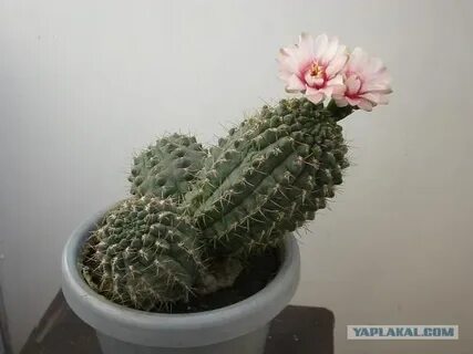 Кактусу плохо