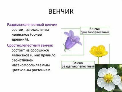 Функция венчика у цветка