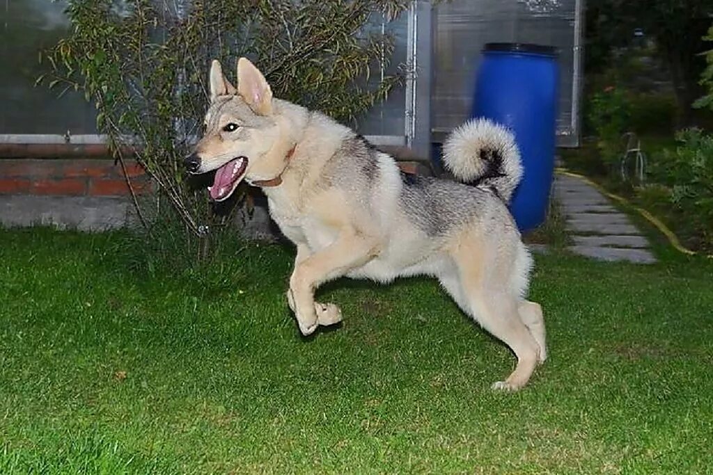 Западносибирская лайка лайки. Восточно сибирская лайка. Западно сибирская лайка. Западно-сибирская лайка кобель чемпион. Как вывели лайку.