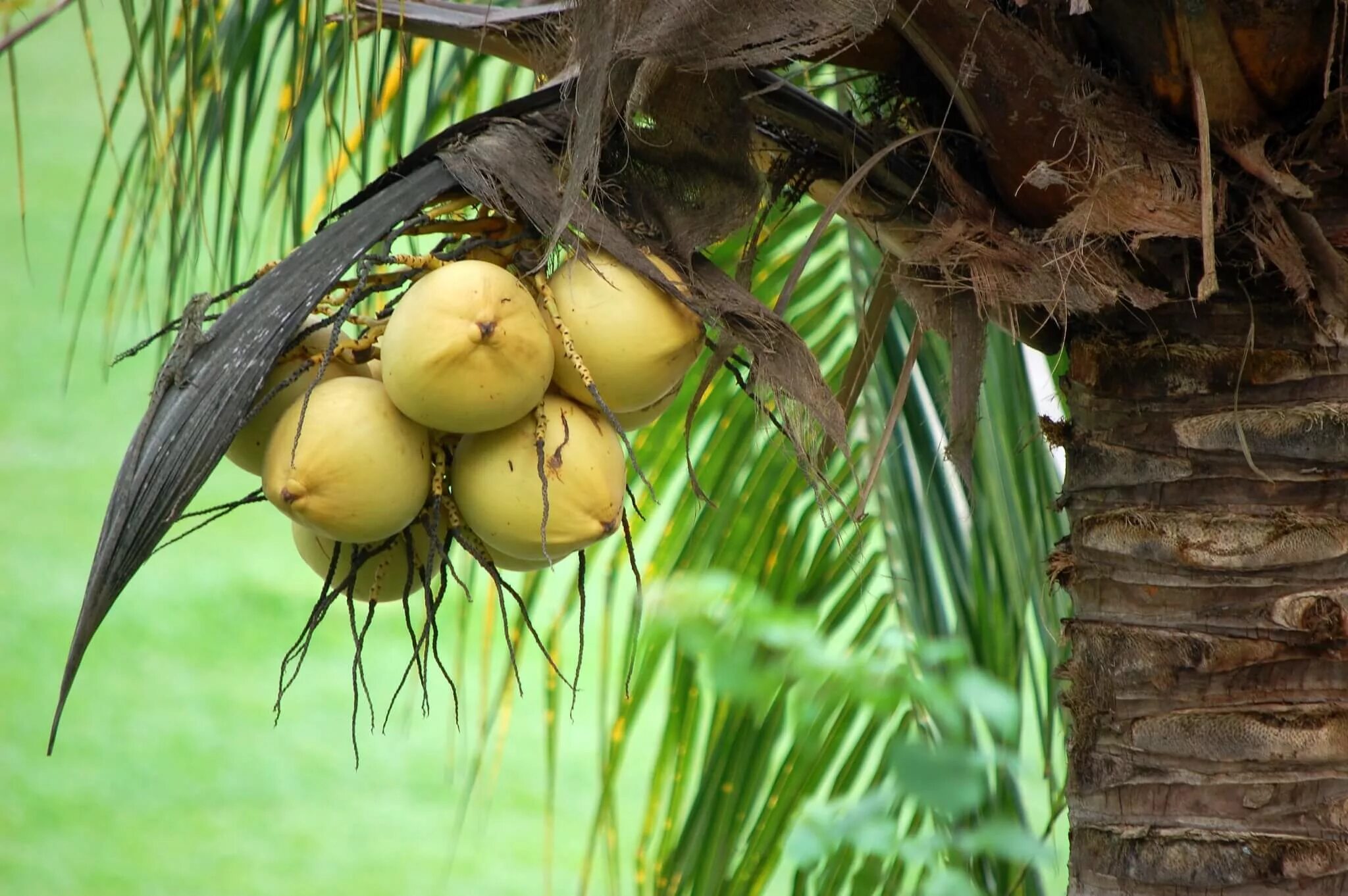 Экзотические орехи. Кокос плод костянка. Кокос орех. Плод кокосовой пальмы.