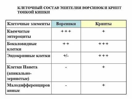 Тонкая кишка клетки