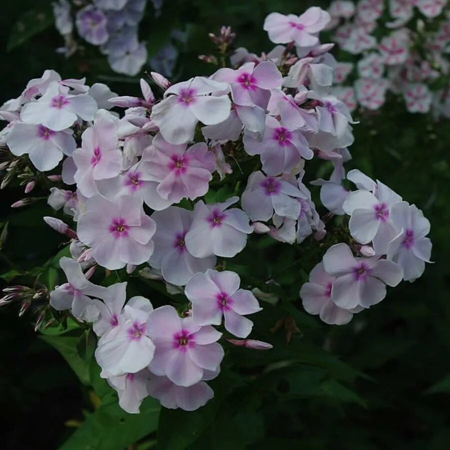 Флокс атлант. Флокс метельчатый мазер оф перл. Флокс зарядье. Флокс мелкоцветковый. Флокс атлант.