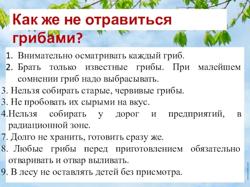 Грибы возле дороги. Почему нельзя собирать грибы високосный. Брать только известные грибы. Рекомендуется собирать грибы которые. Гриб который нельзя собирать штраф.