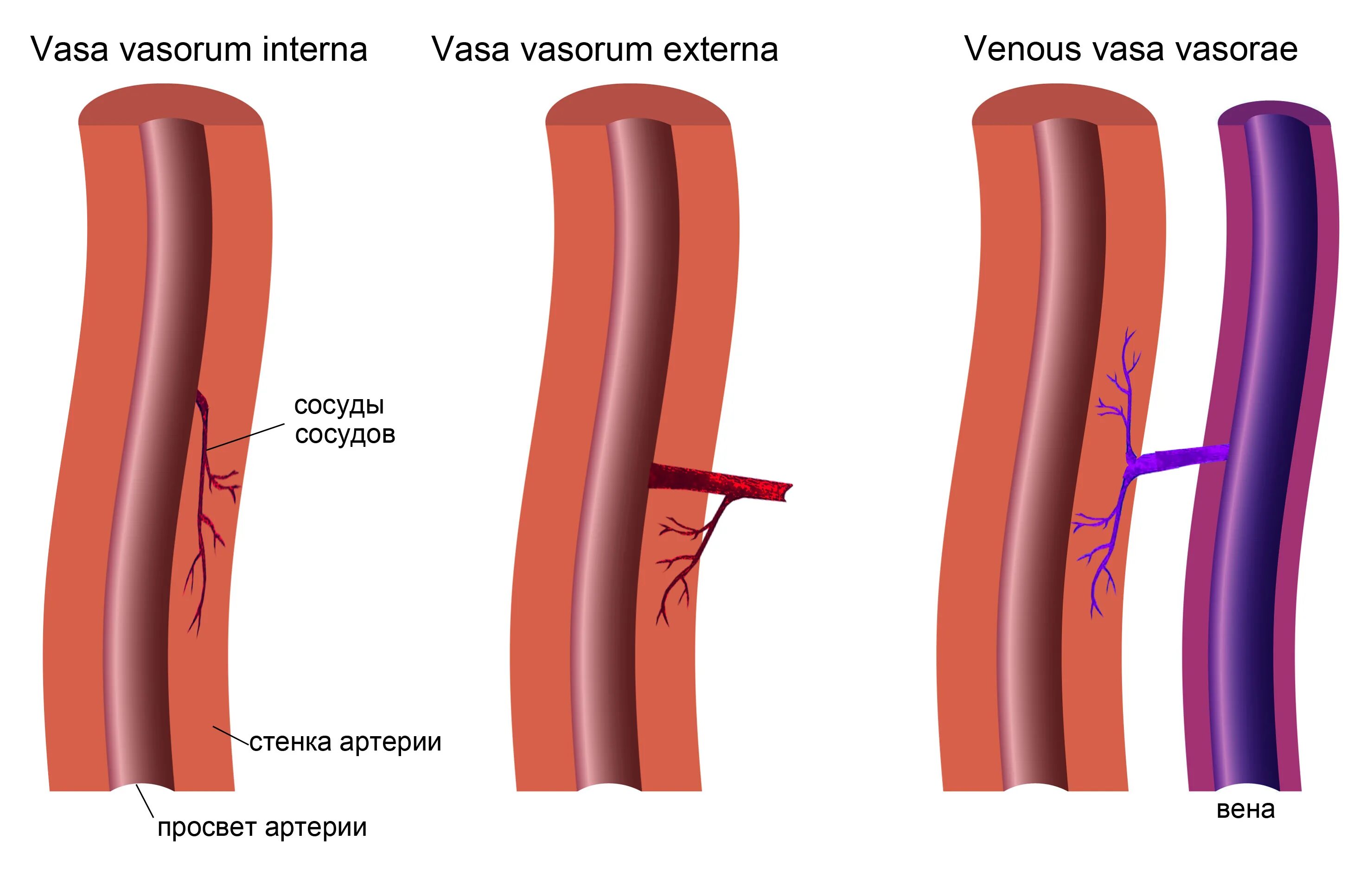 Расширение стенок сосудов. Vasa Vasorum. Vasa vas сосуды сосудов. Артерия вазорум. Оболочке кровеносных сосудов залегают vasa Vasorum сосуды сосудов.