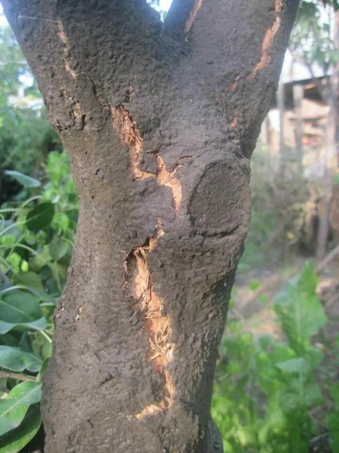 Болезни деревьев фото и название