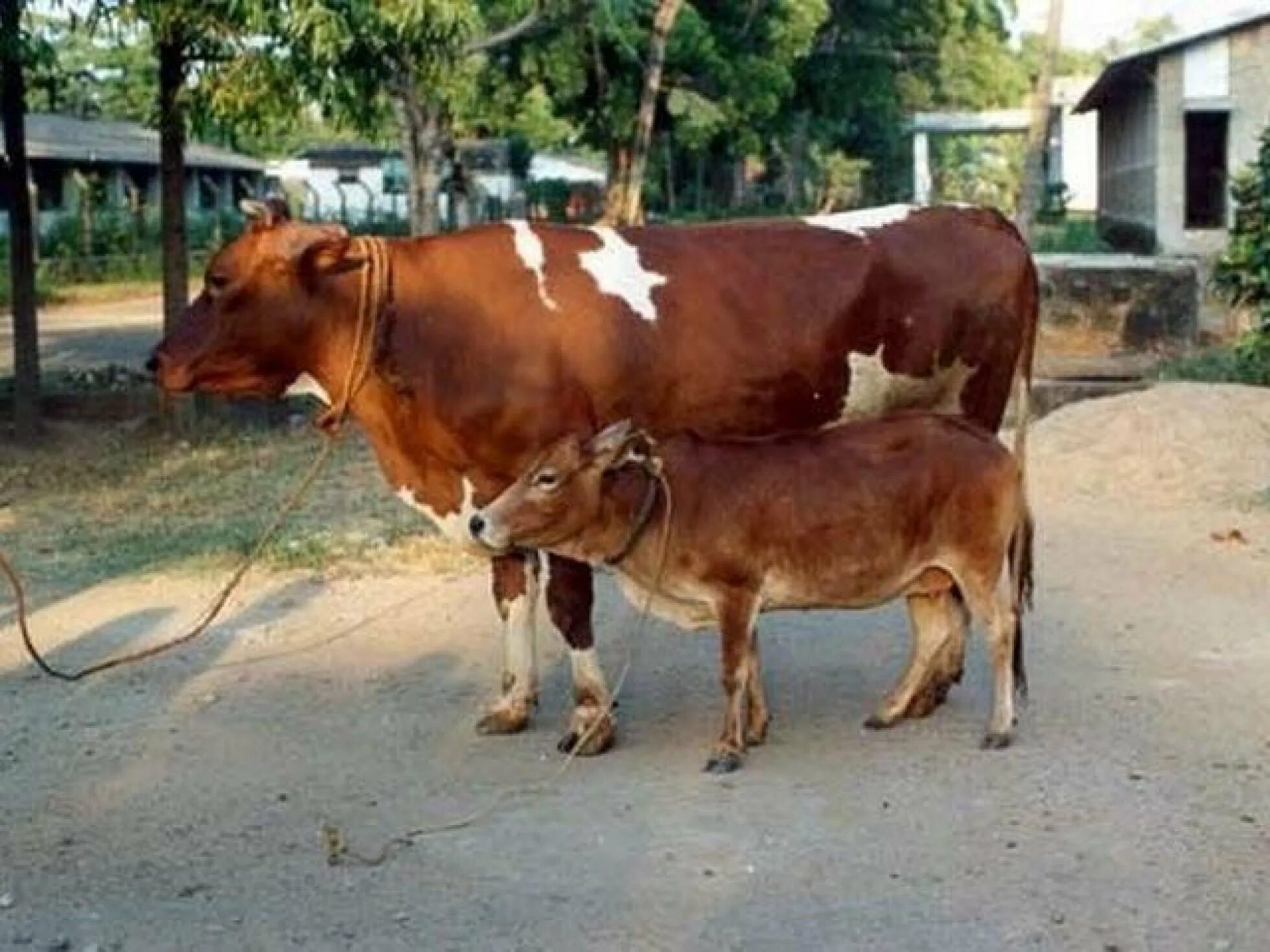 Мини корова вечур. Самые маленькие коровы. Самые маленькие коровы в мире. Маленькая корова. Самый большой бык в мире донетто.