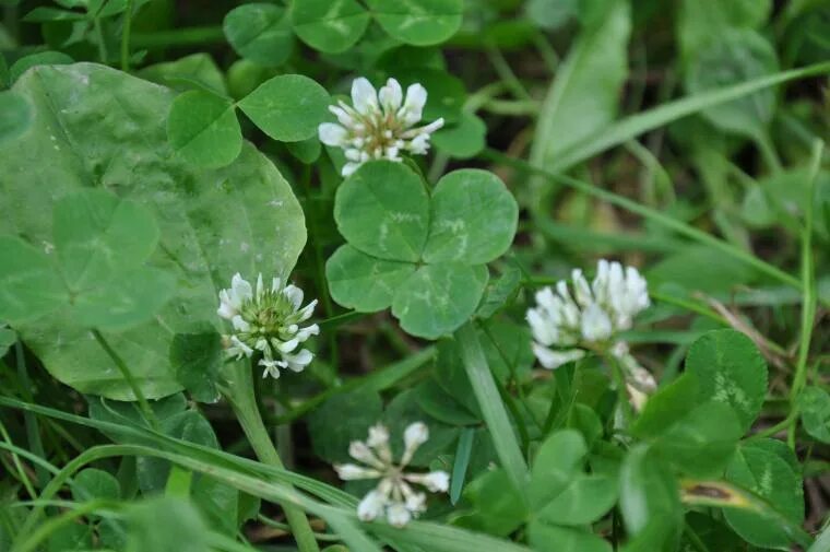 клевер обои. клевер магические свойства. клевер красный (trifolium rubens). клевер луговой. четылисный клевер.