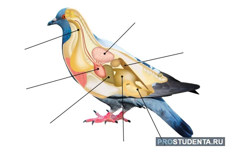 План внутреннего строения птиц. Анатомия птиц. Строение птицы. Внутренне строение птиц. Внутреннее строение птицы схема.