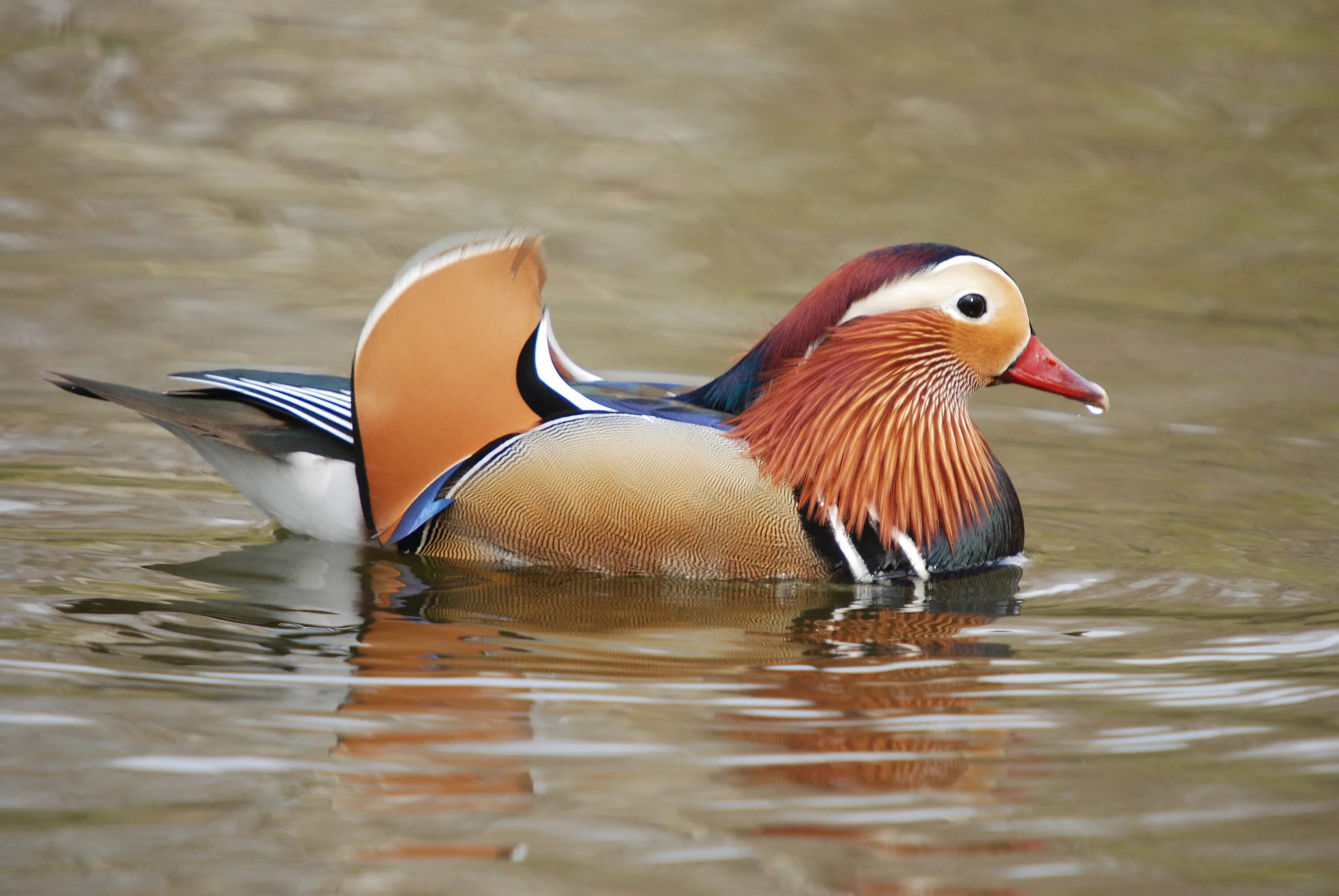 «Утка Мандаринка (Aix galericulata. Утка-Мандаринка (Aix galericulata) Приморье. Утка Мандаринка Приморского края. Дикие утки Мандаринка.