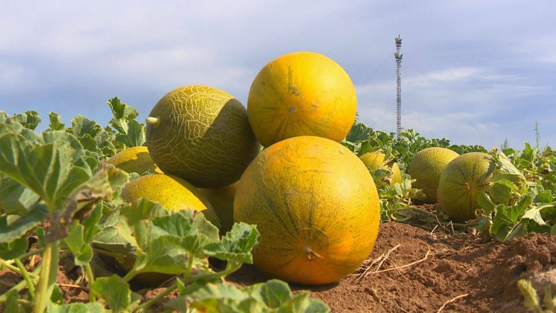 Земля дыни. Земля дыни. Дыня колхозница для подмосковья. Дыня туркменка фото. Дыня торпеда рассада.