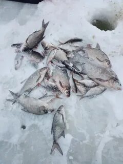 Погода жижица