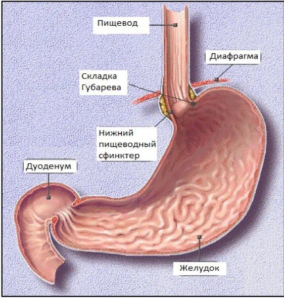 Складка Губарева в желудке. Угол Гиса и клапан Губарева. Кардиальная вырезка желудка.