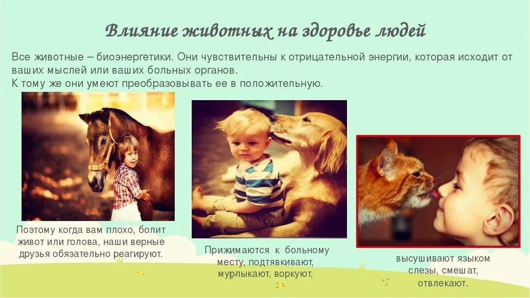 Влияние кошек на психоэмоциональное состояние человека. Влияние человека на животных. Вывод про кошек. Влияние кошек на психоэмоциональное состояние человека. Эмоциональное самочувствие зож.