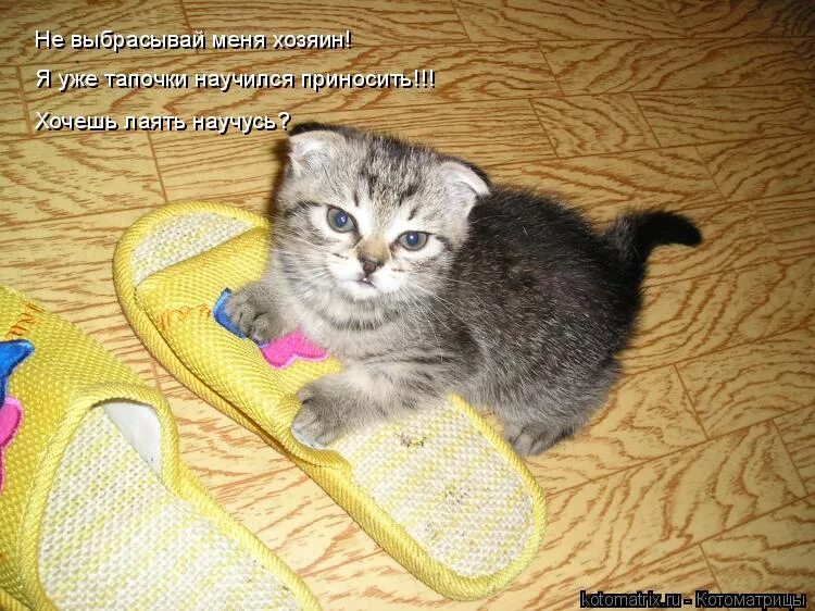 Счастливая девушка с цветами. Собака приносит палку. Счастливая девушка со спины. Принес принесут будут носить. Высказывание про истинное лицо человека.