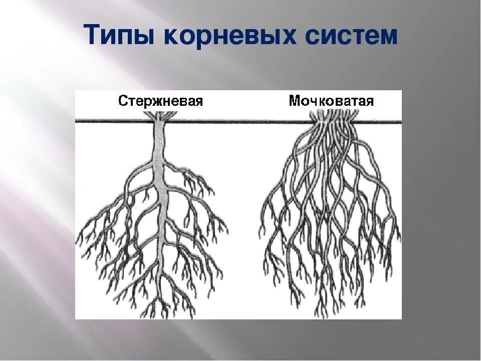 Корневая система 6 класс биология. Типы корневых систем 6 класс биология. Мочковатая корневая система это в биологии 6 класс. Типы корневых систем 5 класс биология.