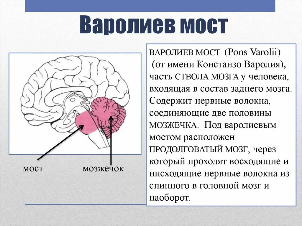 Какие функции выполняет мост. Головной мозг варолиев мост. строение мозга варолиев мост. задний мозг варолиев мост. головной мозг человека строение варолиев мост.