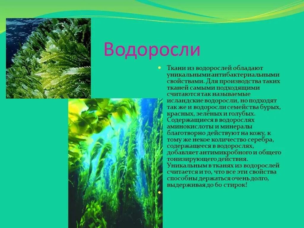 Сообщение о водорослях. Доклад про водоросли. Краткое сообщение о водорослях. Сообщение об водораслях.