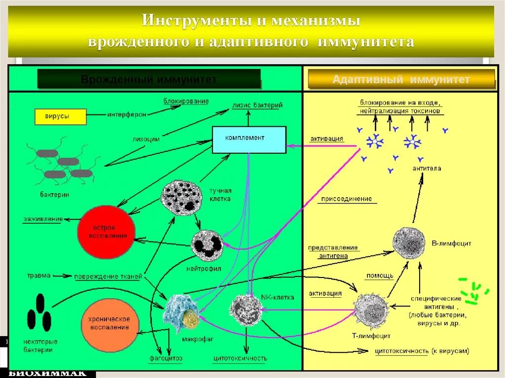 Взаимосвязь механизмов врожденного и приобретенного иммунитета.. Механизмы активации клеток врождённого иммунитета. Взаимосвязь врожденного и адаптивного иммунного ответа.. Общая схема адаптивного иммунитета.