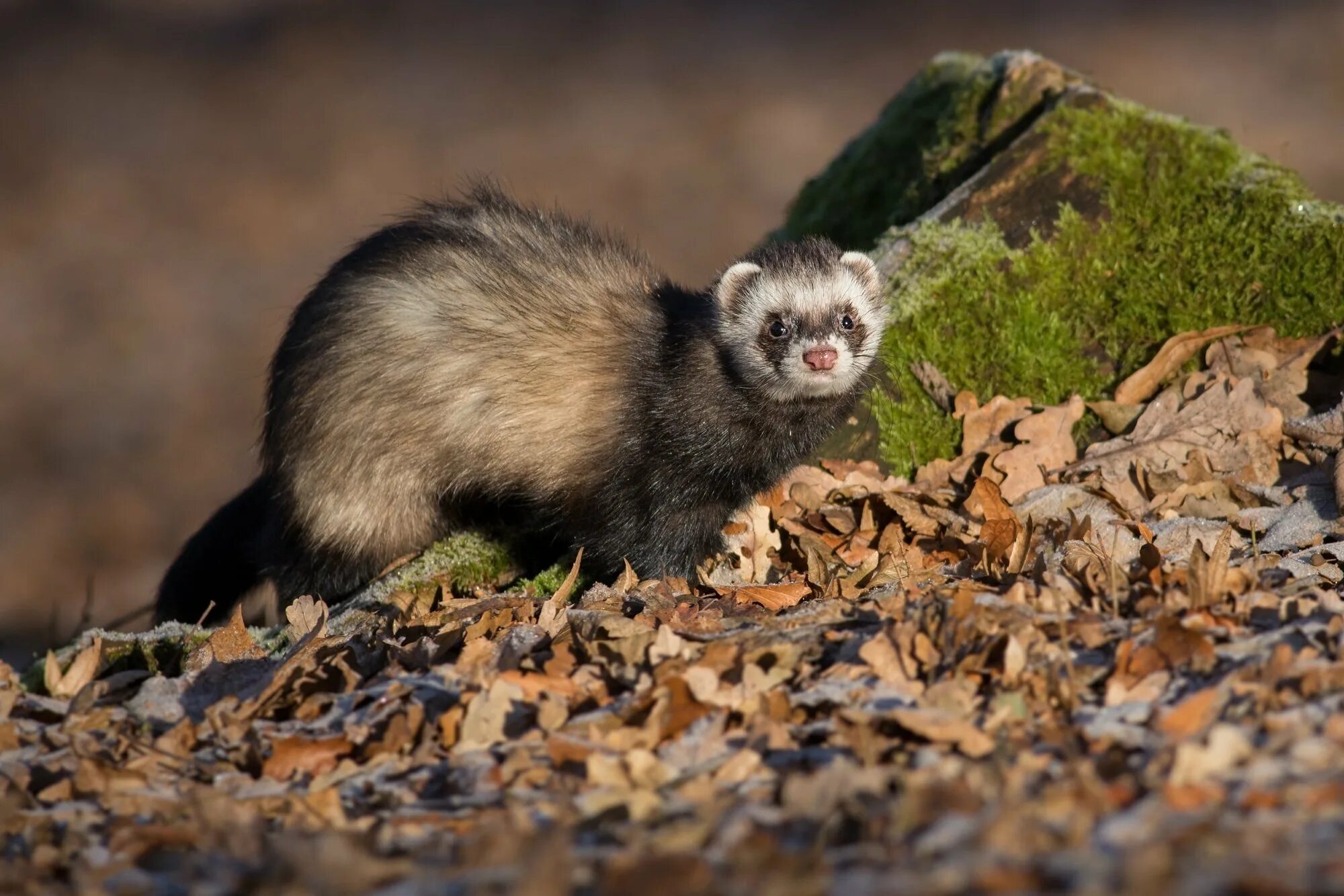 Хорь лесной mustela putorius. Хори. Черный лесной хорек. Дикий хорек сибирский. Фретка зверек.