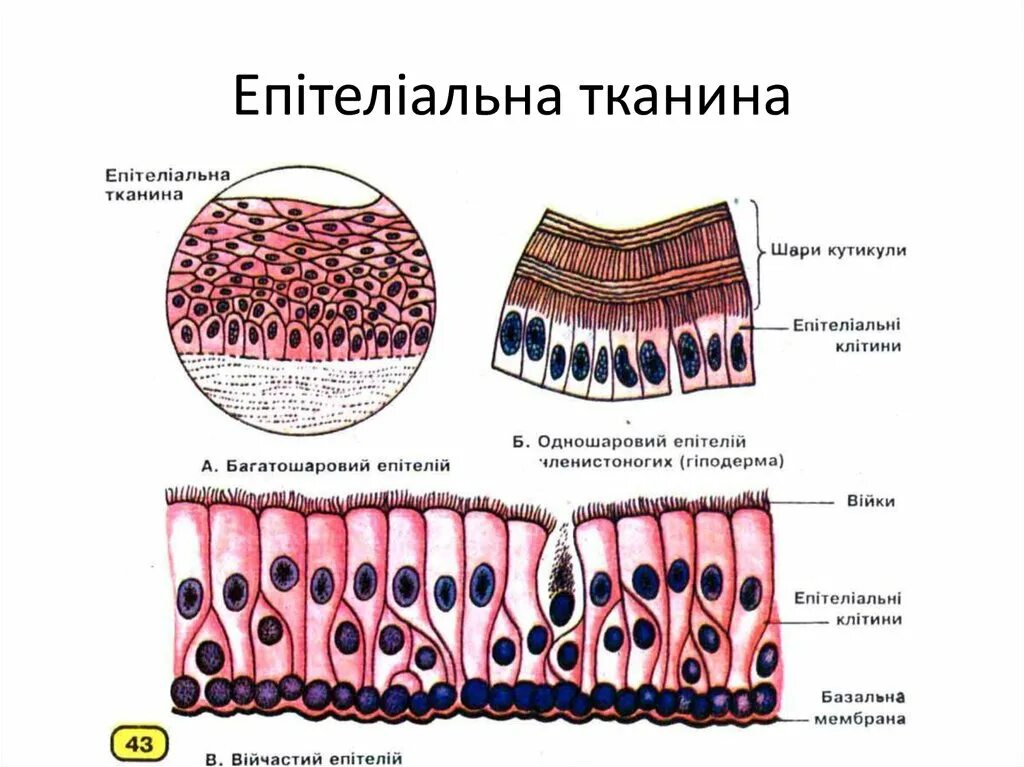 Строение клеток эпителиальной ткани человека. Строение клеток эпителиальной ткани человека. Строение клеток эпителиальной ткани человека. Клетки эпителиальной ткани рисунок. Эпителиальная ткань биология 8 класс.