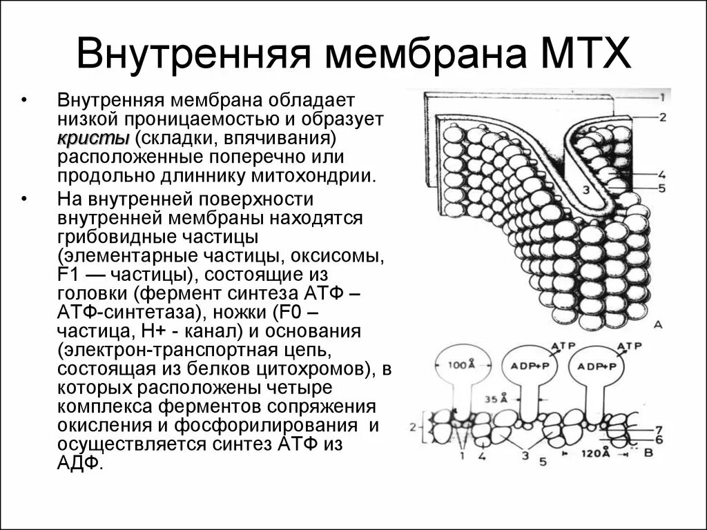 Строение внутренней мембраны митохондрии. Функции внутренней и внешней мембраны митохондрий. Строение мембраны митохондрии. Митохондрии строение внутренняя наружная мембраны. Функции наружной мембраны митохондрий.