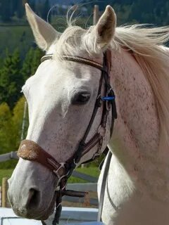 Head mare сдэк