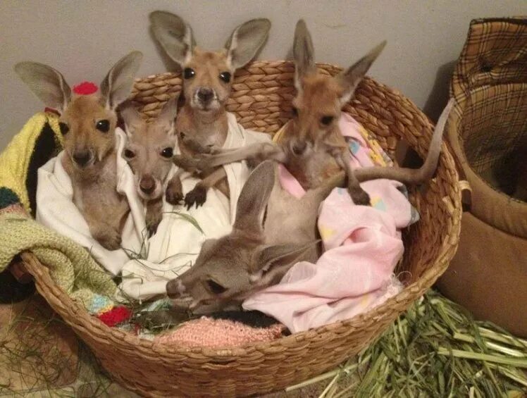 cute baby kangaroo http://ift.tt/2kXcJG4 Kangaroo