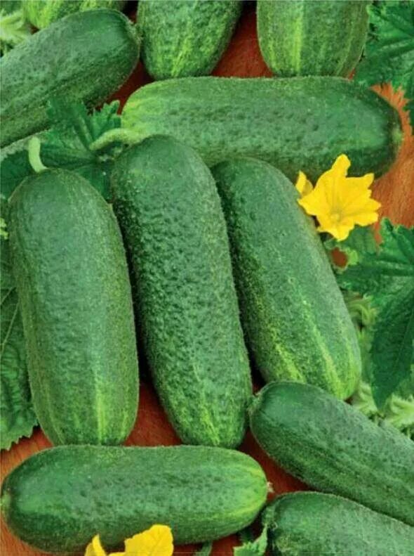 Семена огурец изящный седек. Семена гавриш огурец изящный 0,5 г. Огурец сорта, изящный характеристики. Семена огурец изящный. Семена огурец изящный седек.
