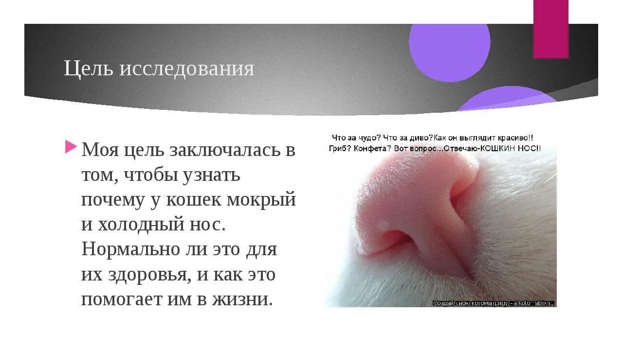 Почему у кошки горячий нос. Почему у кошек мокрый нос. почему у кошек влажный нос. мокрый нос у кошки причины. холодный мокрый нос у кошки.