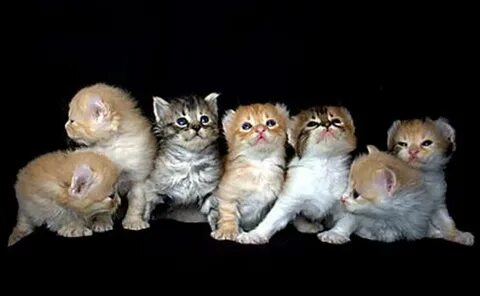 Үлкен анальды тығындар онлайн