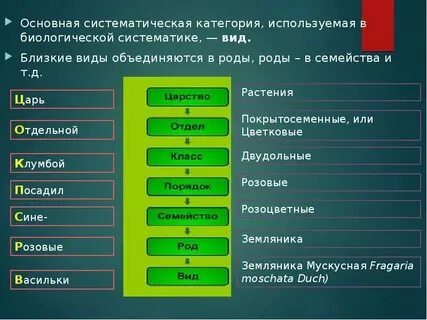 Соподчинение основных систематических категорий