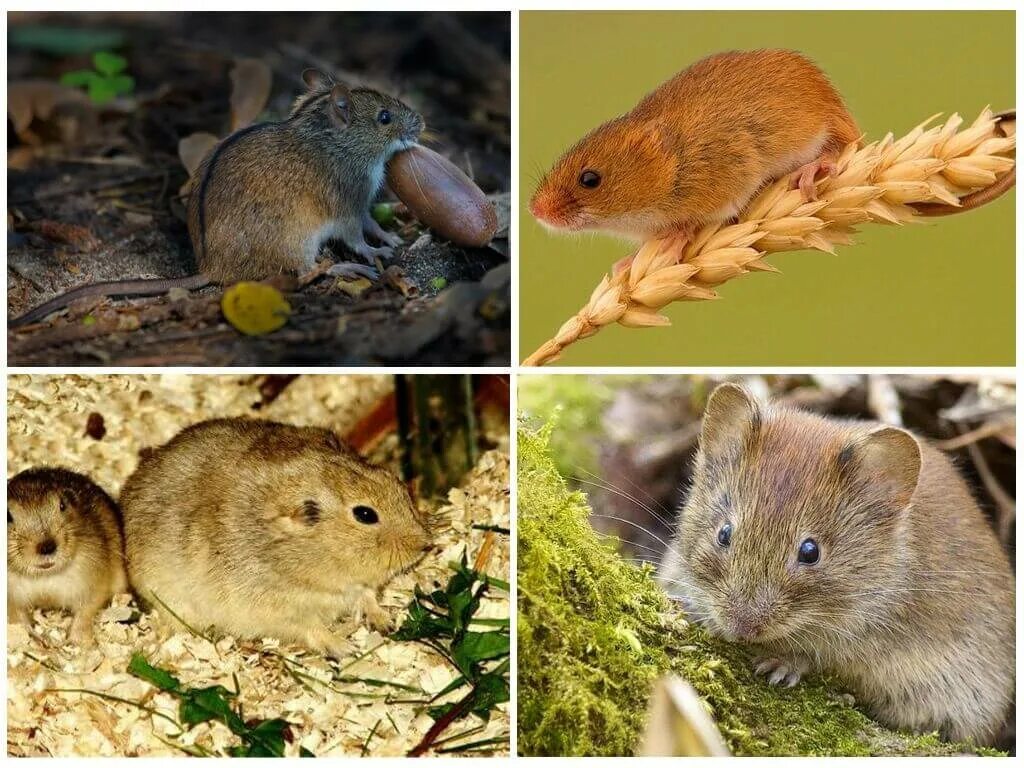 Время мышах. Мышь полевка. Мышь полевка среда обитания. Полевая мышь и полевка отличие. Грызуны вредители.