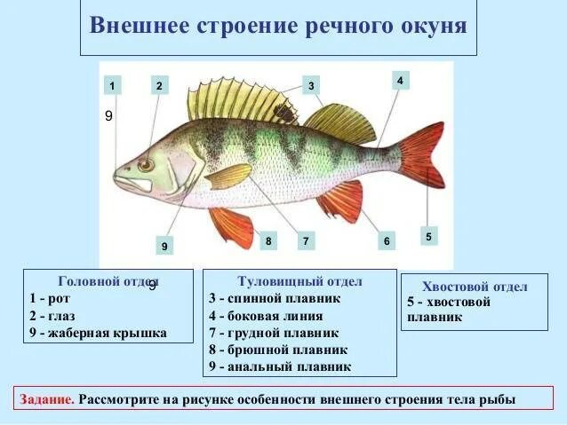 Направление течения и давления рыбы определяют. Речной окунь строение тела. Внешнее строение рыбы окунь. Внешнее строение речного окуня. Наружное строение речного окуня.