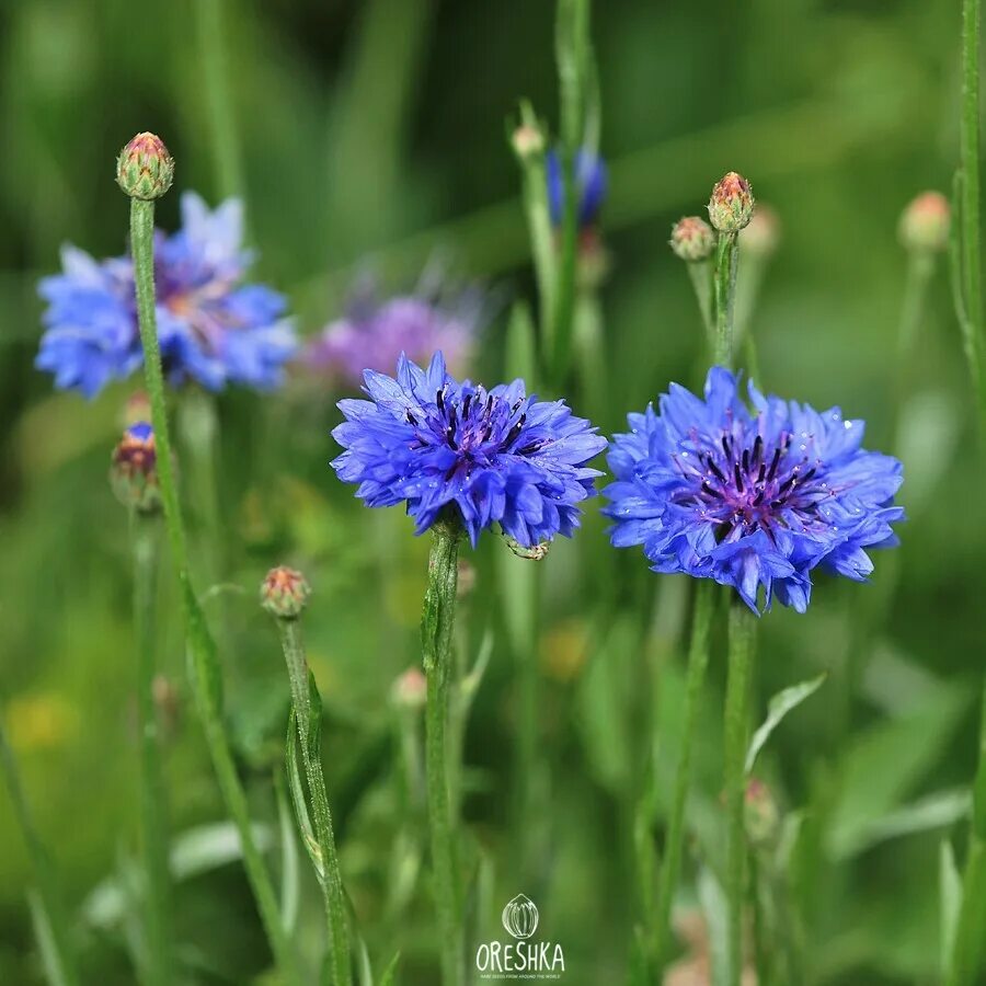 3 в 1 василек. Центаурея Василек. Василек голубой Centaurea cyanus. Василек полевой Centaurea cyanus. Василек синий (Centauréa cyánus).