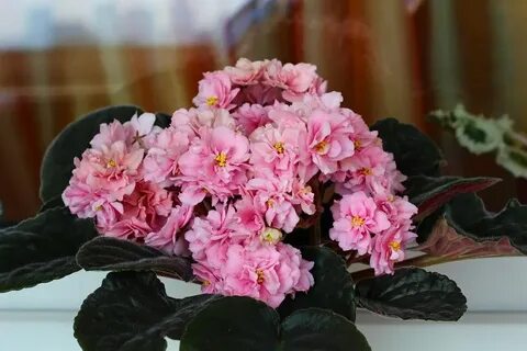 Персиковый рай