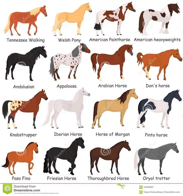 Color breed. Муругая масть лошади. Стандарт французского бульдога ркф. Horse breed chart. Color breed.
