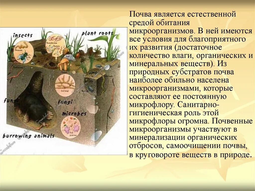 Какие условия в почвенной среде. Бактерии в почвенной среде. микрофлора почвы презентация. микрофлора почвы бактерии. бактерии обитающие в почвенной среде.